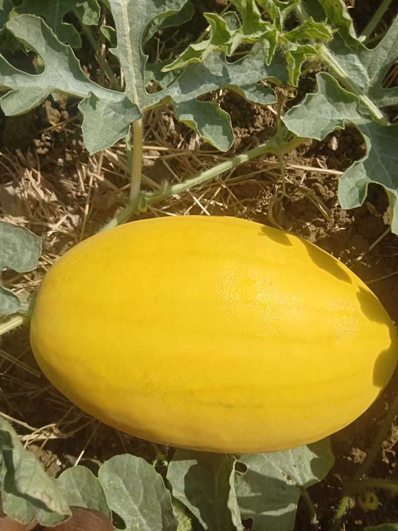 Yellow Lion F1 Hybrid Watermelon Seeds