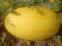 Yellow Lion F1 Hybrid Watermelon Seeds