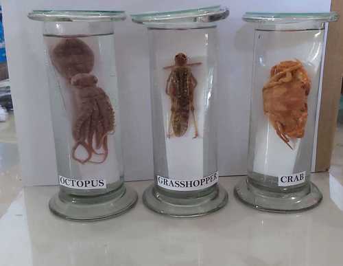 biology lab specimens