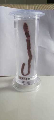 EARTHWORM ZOOLOGY BIOLOGY SPECIMEN