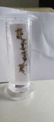 HYDRILLA ZOOLOGY BIOLOGY SPECIMEN