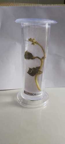 EUPHORBIO ZOOLOGY BIOLOGY SPECIMEN