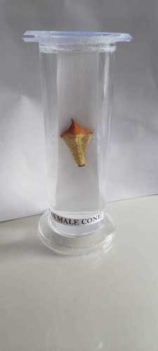 CAS MALE CONE ZOOLOGY BIOLOGY SPECIMEN