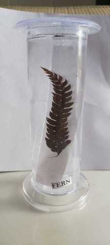 FERN ZOOLOGY BIOLOGY SPECIMEN