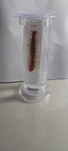 CENTIPID ZOOLOGY BIOLOGY SPECIMEN