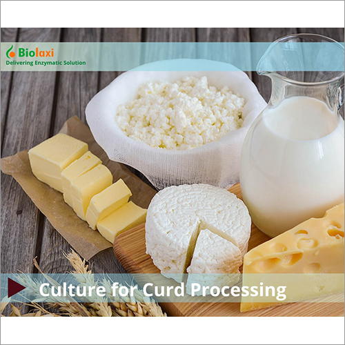 BL Culture For Curd Processing Enzymes