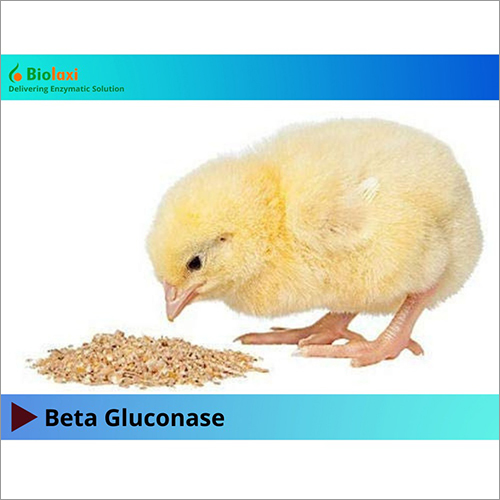 BL Beta Glucanase Enzymes