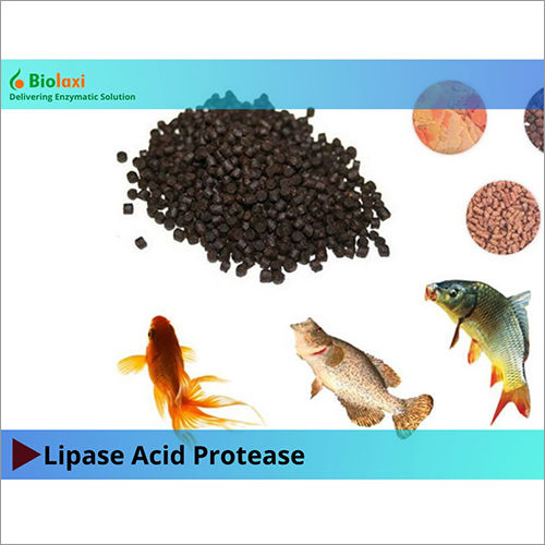 Bl Lipase Enzymes - Application: Industrial