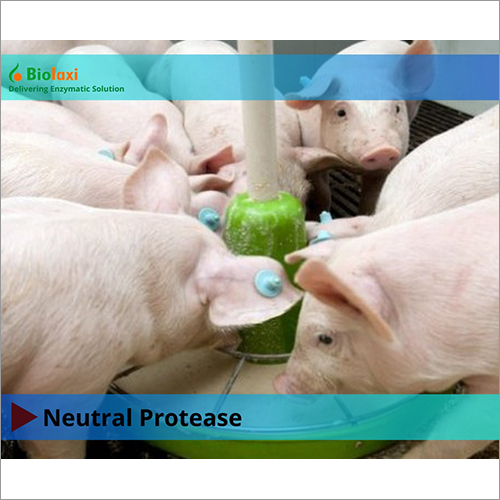 BL Neutral Protease Enzymes