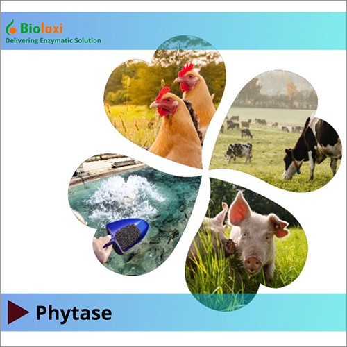 Bl Phytase  Enzymes Application: Food