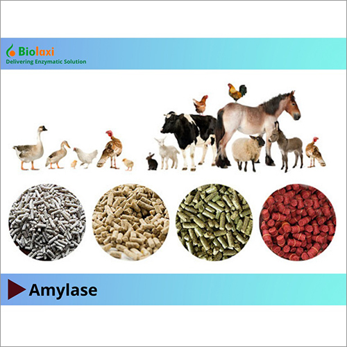 BL Amylase Enzymes