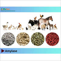 BL Amylase Enzymes