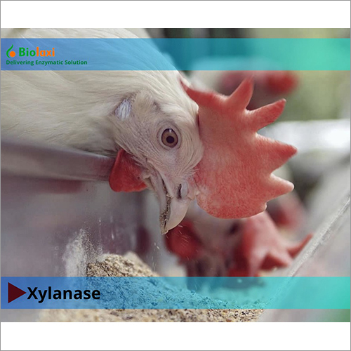 BL Xylanase Enzymes