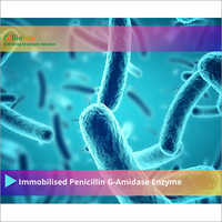 BL Immobilized Penicillin G-Amidase Enzymes