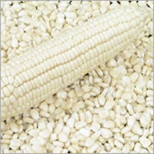 White Corn