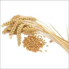 Durum Wheat