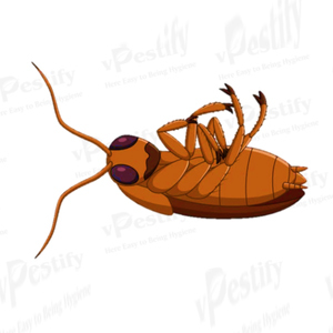 Cockroach Control Services By VPESTIFY SERVICES