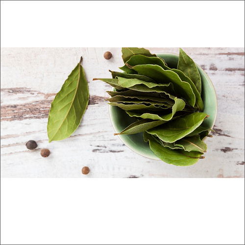 Green Brownish Organic Bay Leaf