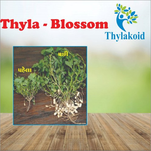 Organic Thyla Blossom