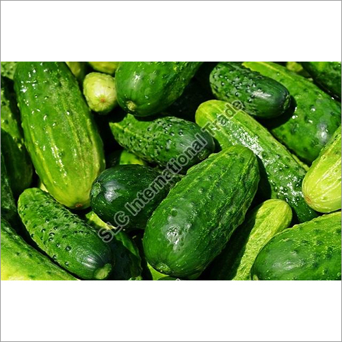 Fresh Cucumber