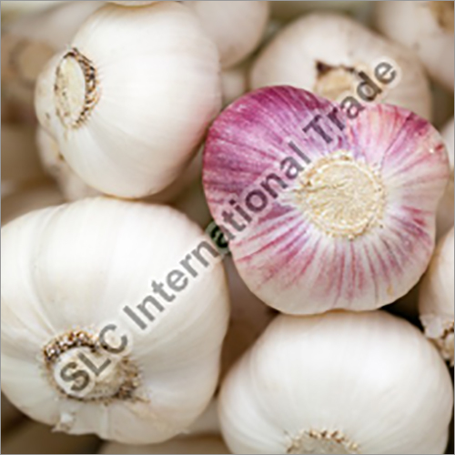 Fresh White Garlic By SLC INTERNATIONAL TRADE