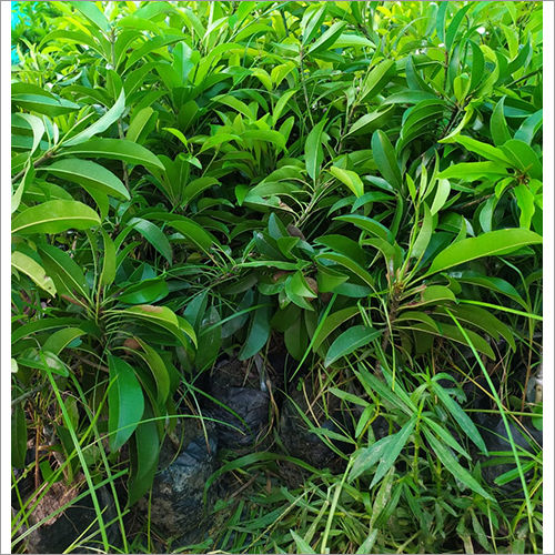 Mahogany Plants