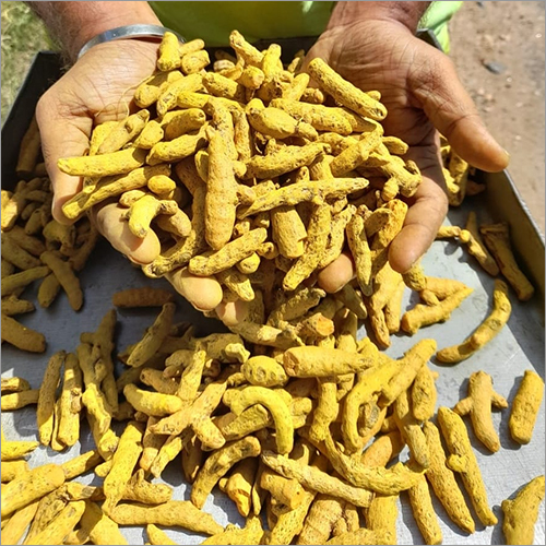 Yellow Turmeric Finger Grade: Food