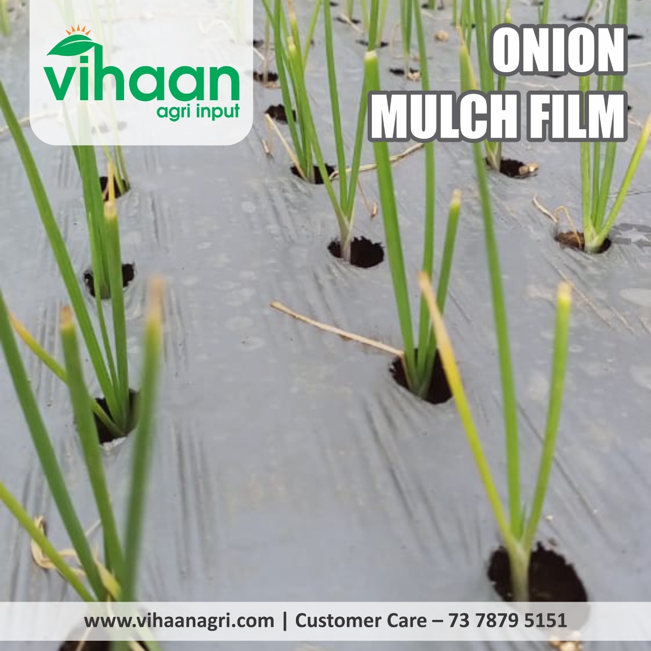 ONION MULCH FILM