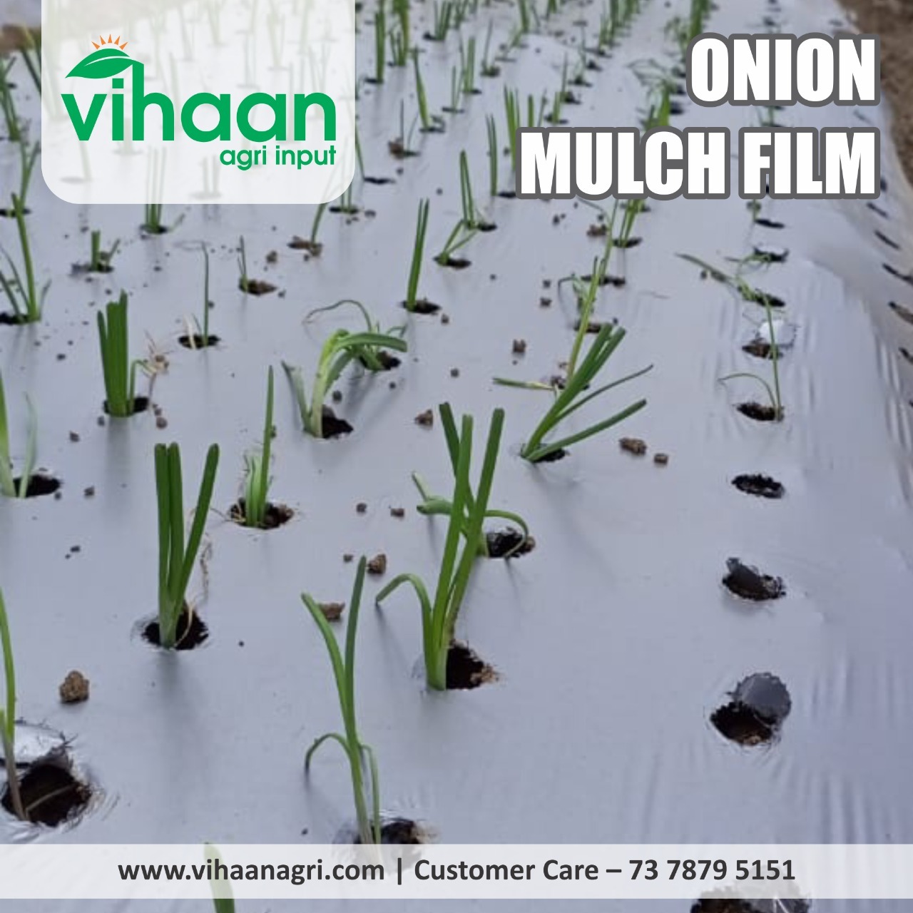 ONION MULCH FILM