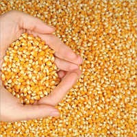 GMO Yellow Corn Human Consumption