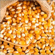 Non GMO Yellow Corn Human Consumption