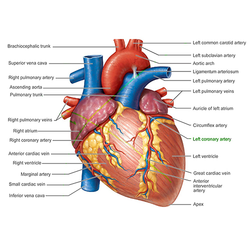 Ayush Cure For Heart Problems