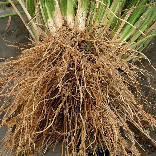 Vetiver Root By STACK GENERAL GROUPS OF COMPANIES LIMITED