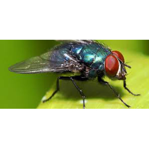 Flies Control Services