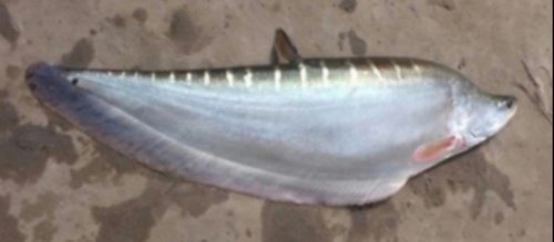Chital Fish Seed