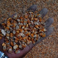Maize For Multipuposes - Admixture (%): 3