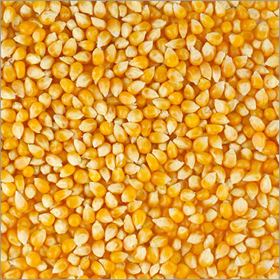 Yellow Corn