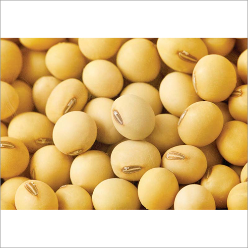 Soybean Seeds