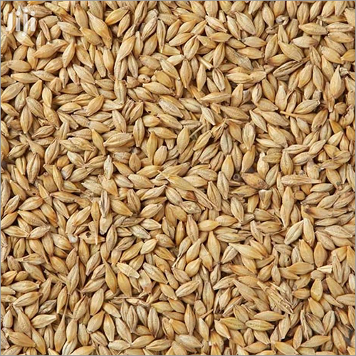 Barley Seeds By MONTE CRISTO ENTERPRISES LTD