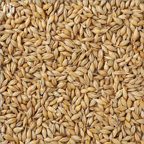 Brown Barley Seeds