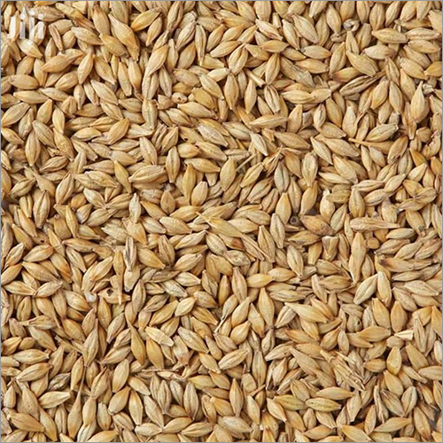 Barley Seeds