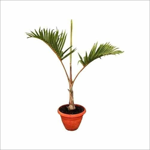 Green Deck Palm Plants