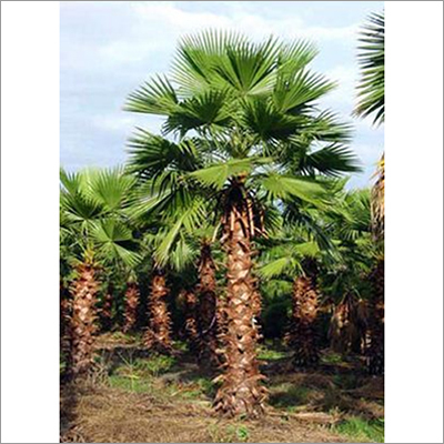 Green Washingtonia Palm Plants