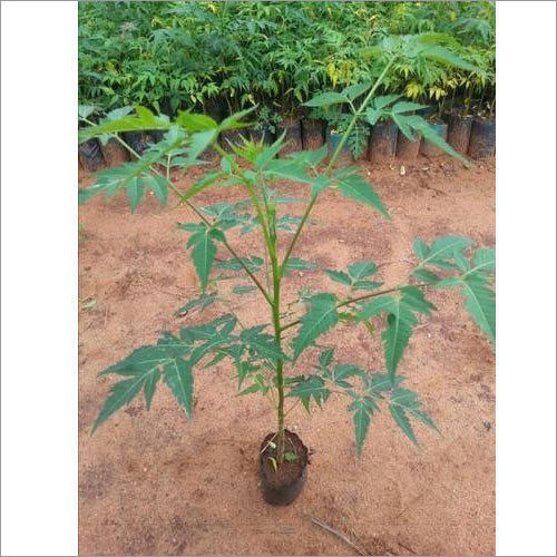 Green Malabar Neem Plants