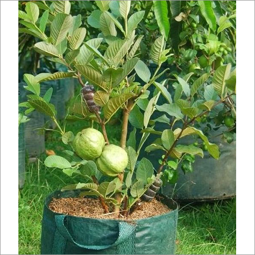 Green Guava Plants