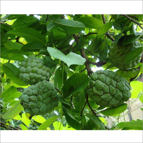 Green Custard Apple Plants