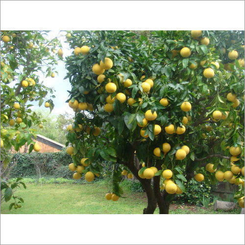 Lemon Plants