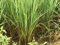 Diamond 333 Hybird Paddy Seeds