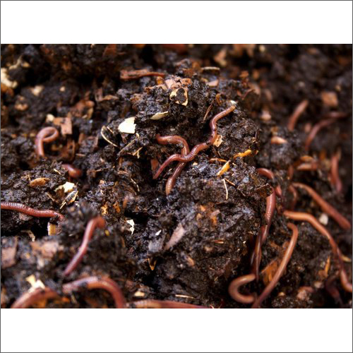 Agriculture Small Earthworms Vermicompost