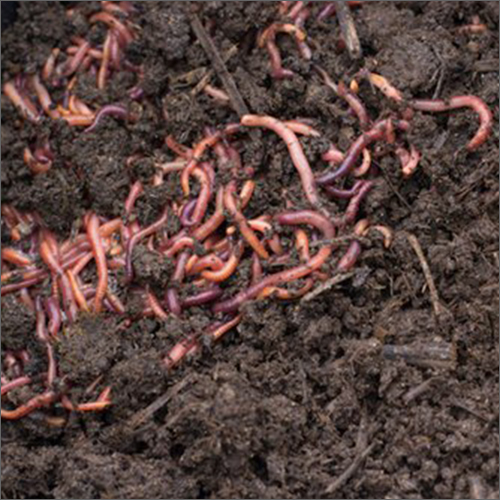 Composting Live Earthworms Vermicompost
